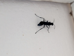 Chalybion californicum