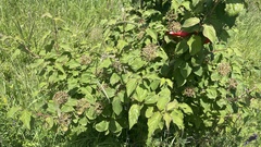 Cornus bretschneideri