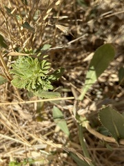 Procecidochares grindeliae