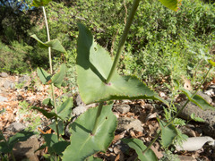 Penstemon pseudospectabilis
