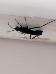 Chalybion californicum