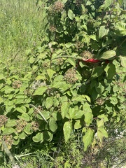 Cornus bretschneideri