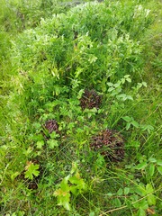 Mannagettaea hummelii