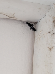 Chalybion californicum