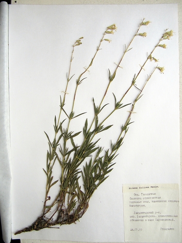 Silene foliosa iNat (3)