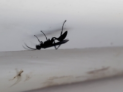 Chalybion californicum