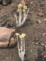 Pseudognaphalium sandwicensium
