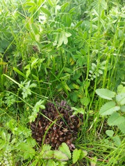 Mannagettaea hummelii