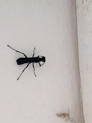 Chalybion californicum