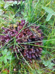 Mannagettaea hummelii