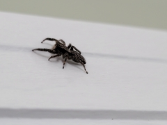 Platycryptus californicus