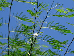 Mimosa bimucronata
