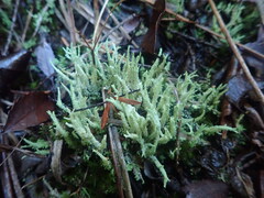 Cladonia rigida