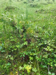 Mannagettaea hummelii