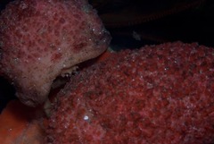 Pseudodromia latens
