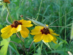 Oecanthus euryelytra