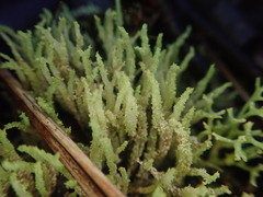 Cladonia rigida