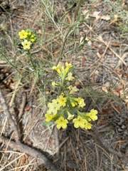 Lithospermum cobrense