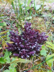 Mannagettaea hummelii