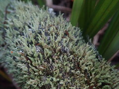 Cladonia rigida