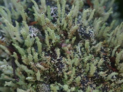 Cladonia rigida