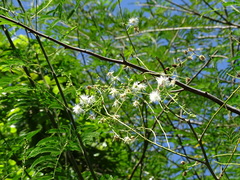 Mimosa bimucronata