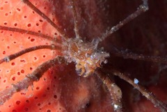 Macropodia falcifera