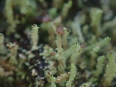 Cladonia rigida