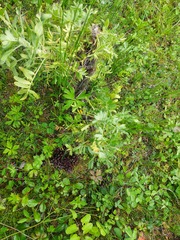 Mannagettaea hummelii