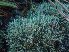 Cladonia rigida