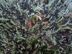 Cladonia rigida