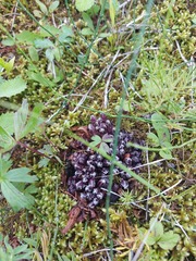 Mannagettaea hummelii