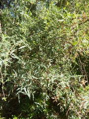 Berberis haematocarpa