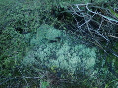 Cladonia rigida