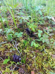 Mannagettaea hummelii