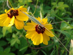 Oecanthus euryelytra