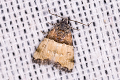 Cobubatha dividua