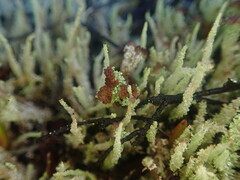 Cladonia rigida