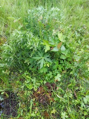 Mannagettaea hummelii