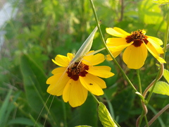 Oecanthus euryelytra