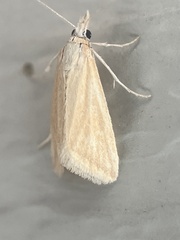 Microtheoris vibicalis