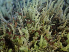 Cladonia rigida