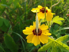Oecanthus euryelytra