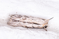 Catabenoides