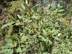 Frangula californica ursina