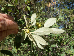 Frangula californica ursina