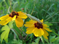 Oecanthus euryelytra