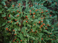 Cladonia murrayi