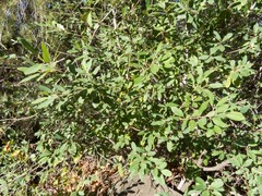 Frangula californica ursina