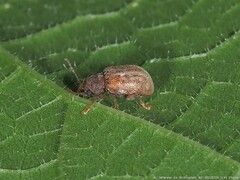 Demotina modesta